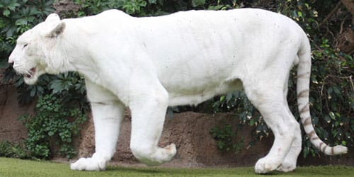 Белая пантера фото