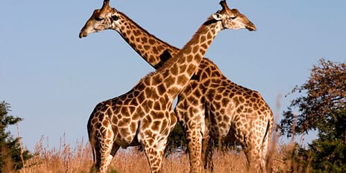 Два жирафа