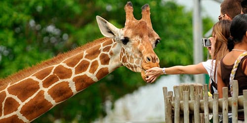 к чему снится кормить жирафа