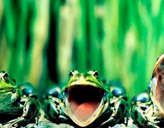 Купаться во сне с лягушками. mnogo lyagushek 1. Купаться во сне с лягушками фото. Купаться во сне с лягушками-mnogo lyagushek 1. картинка Купаться во сне с лягушками. картинка mnogo lyagushek 1. Сонник сонник плавать в воде с лягушками приснилось, к чему снится во сне сонник плавать в воде с лягушками? Для выбора толкования сна введите ключевое слово из вашего сновидения в поисковую форму или нажмите на начальную букву характеризующего сон образа (если вы хотите получить онлайн толкование снов на букву бесплатно по алфавиту).