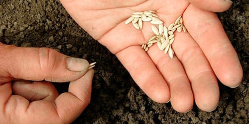 к чему снятся семена огурцов