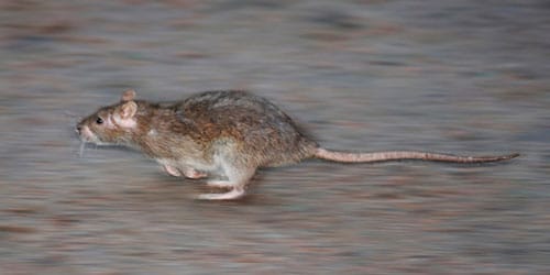 сонник крыса убегает