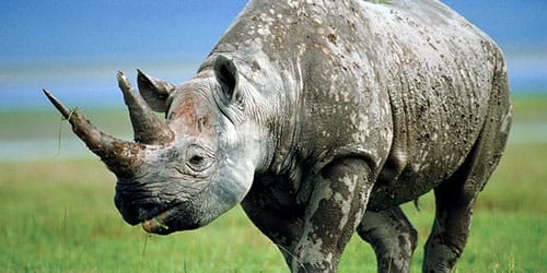 сонник носорог