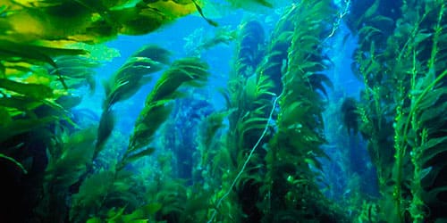 сонник водоросли