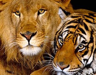 Лев и тигр