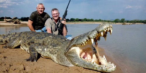 сонник убить крокодила
