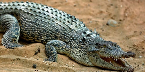 сон охота на крокодилов