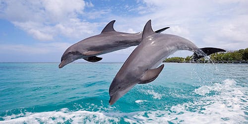 сонник дельфины в море