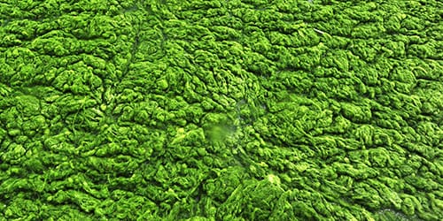 зеленая вода болота во сне