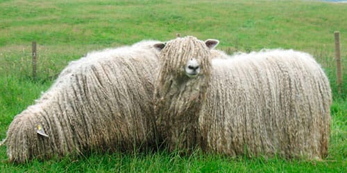 овечка с длинной шерстью