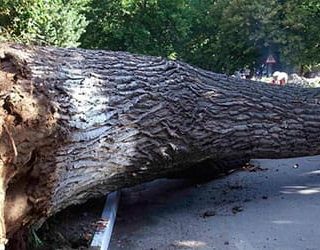Упало дерево