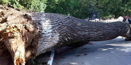 упало дерево
