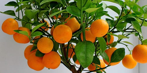 дерево с плодами апельсина