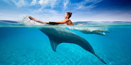 Плавать с дельфином в море