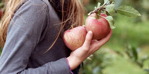 собирать яблоки с дерева