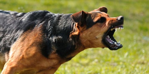 агрессия собаки