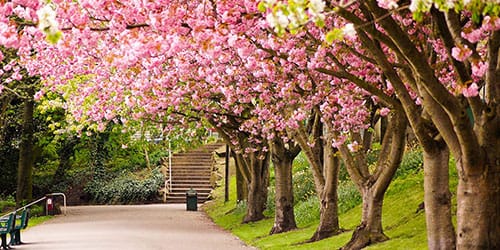 деревья цветущей сакуры