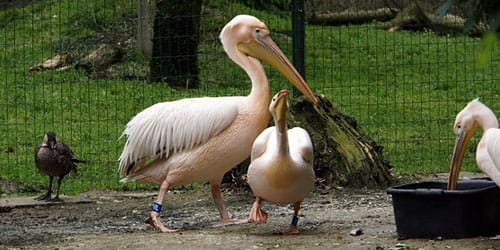 пеликан в зоопарке