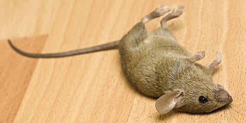 К чему снится убить мышь?