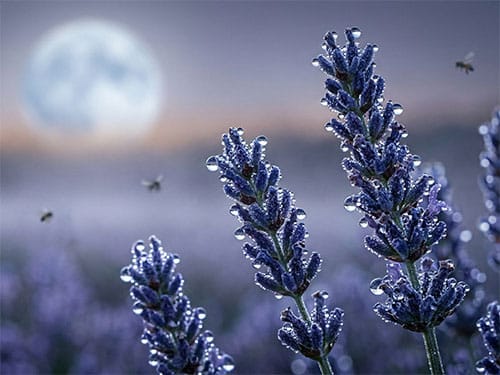 Душистая лаванда