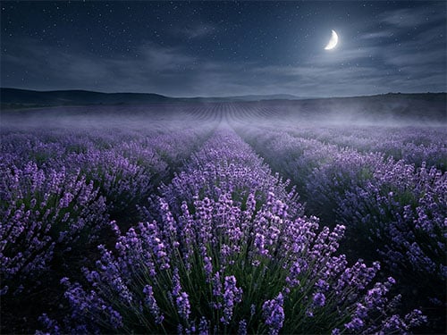 Лавандовое поле