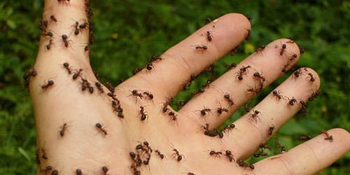 муравьи ползают по телу
