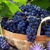 Собирать виноград