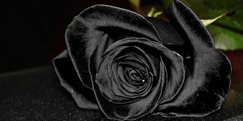 видеть черную розу во сне