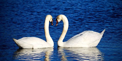 белые лебеди на воде во сне