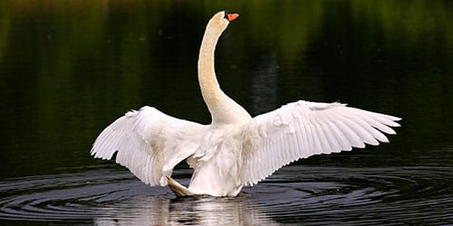 белый лебедь на воде