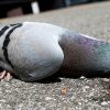 Мертвый голубь