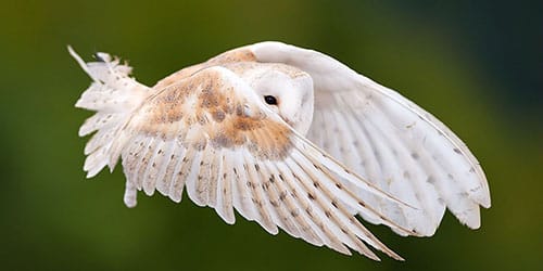 белая сова в полете