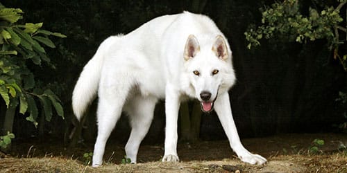 Большой белый пес