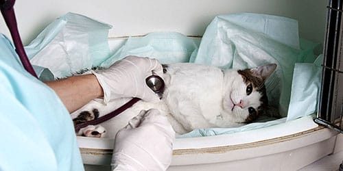 Лечить больного кота