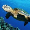 Черепаха в воде