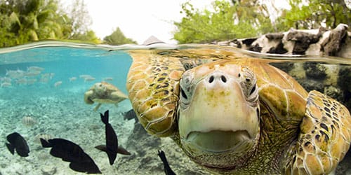 к чему снится черепаха в воде