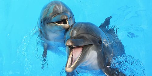 К чему снится дельфин в бассейне девушке thumbnail