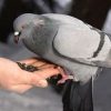 Кормить голубей