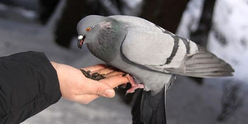 кормить голубей с рук