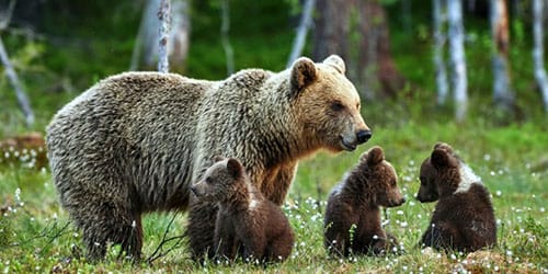 Фото медведя с медвежатами