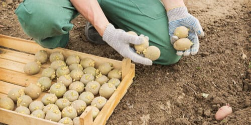 Выращивать картошку 