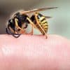 Укус пчелы