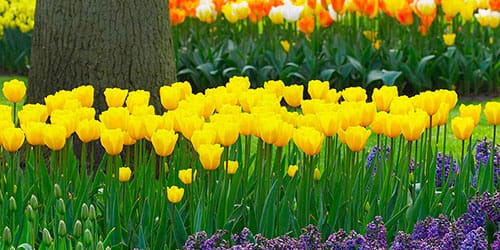 желтые тюльпаны в саду