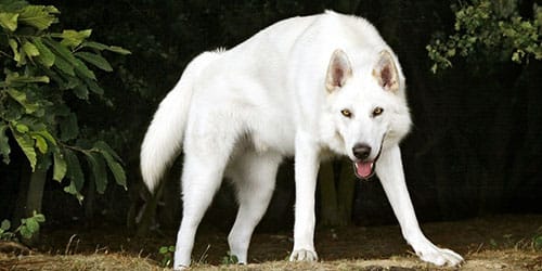 к чему снится белый волк