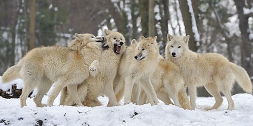 стая белых волков