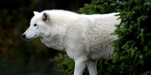 добрый белый волк