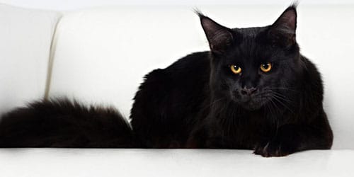 Черный большой кот