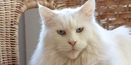 Большой красивый белый кот