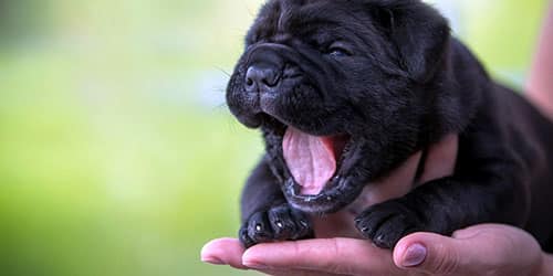Черный щенок на руках