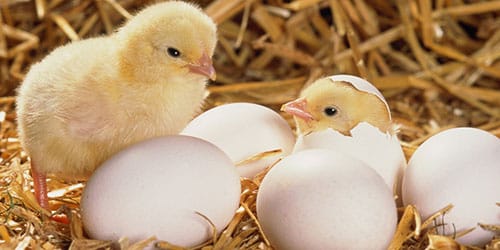 цыплята вылупились из яиц
